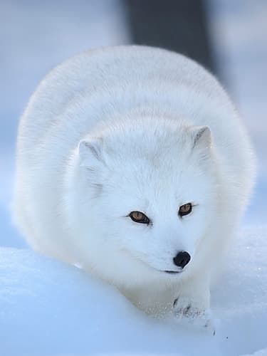 Finland, Ranua Wildlife Park. Dhole, Arctic fox in white winter coat. Animals Print